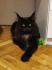 Maine Coon mačići