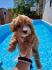Maltipoo bebice