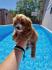 Maltipoo bebice