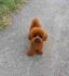 Najlepse bebe teddy bear toy pudle