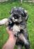 Patuljasti Šnaucer Miniature Schnauzer