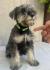 Patuljasti Šnaucer Miniature Schnauzer