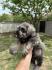 Patuljasti Šnaucer Miniature Schnauzer