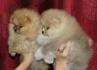 Pomeranski špic,Pomeranac,Pomeranian,Boo štenci