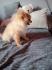 Pomeranski spic