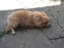 Pomeranski spic