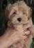 Prelepi štenci Maltipoo