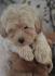 Prelepi štenci Maltipoo