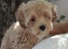 Prelepi štenci Maltipoo