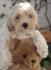 Prelepi štenci Maltipoo