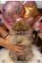 Prelepi pomeranci BOO-a