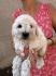Toy poodle ostenjene 1. jula
