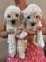 Toy poodle ostenjene 1. jula