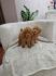 Toy pudle, stenci sa slike
