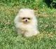 Pomeranac Boo, čistokrvni štenci