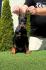 Doberman prelepi stenci