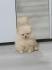 Pomeranski spic
