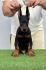 Doberman prelepi stenci