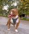 American bully pocket-Zamena