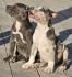 American bully xl