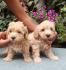 MALTIPOO stenad