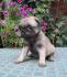 MOPS stenad