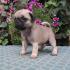 MOPS stenad