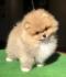 Pomeranac, Boo, Pomeranian štenci