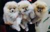 Pomeranac, Boo, Pomeranian štenci