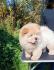 Prelepo žensko štene CHOW CHOW  krem boje