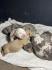 American bully pocket