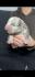 American bully pocket