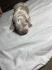 American bully pocket