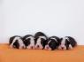 Boston terrier