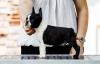 Boston terrier