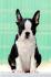 Boston terrier
