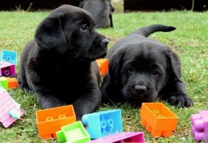 LABRADOR štenci, žute i crne boje