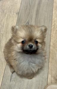 Pomeranac, prelepi štenci