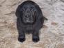 LABRADOR retriver, štenci šampionskog porekla